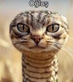 1752623778564.png
